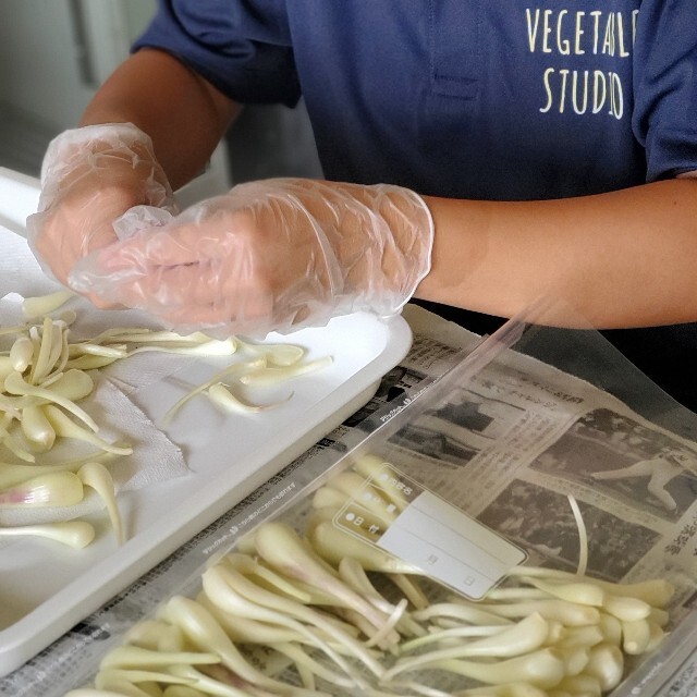 宮古島産　島らっきょう　１キロ 食品/飲料/酒の食品(野菜)の商品写真