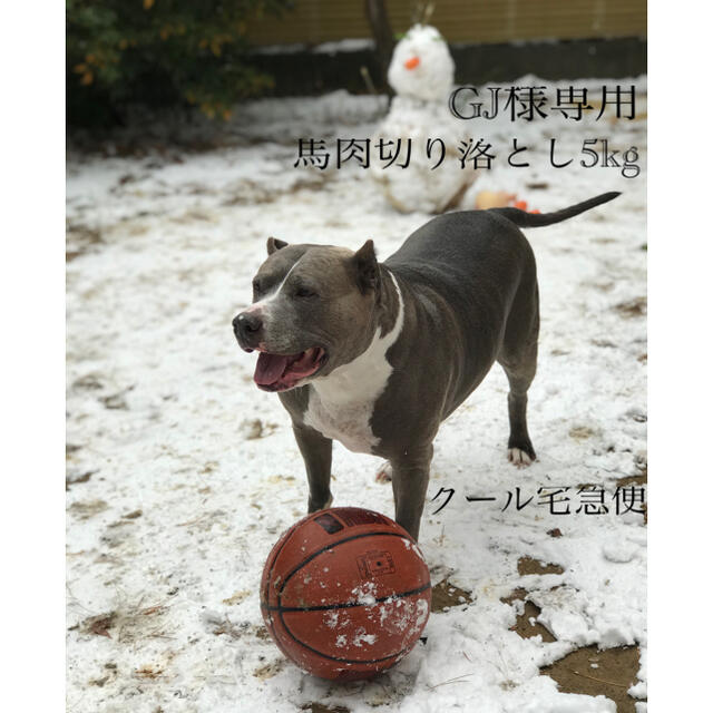 犬用馬肉切り落とし5kg