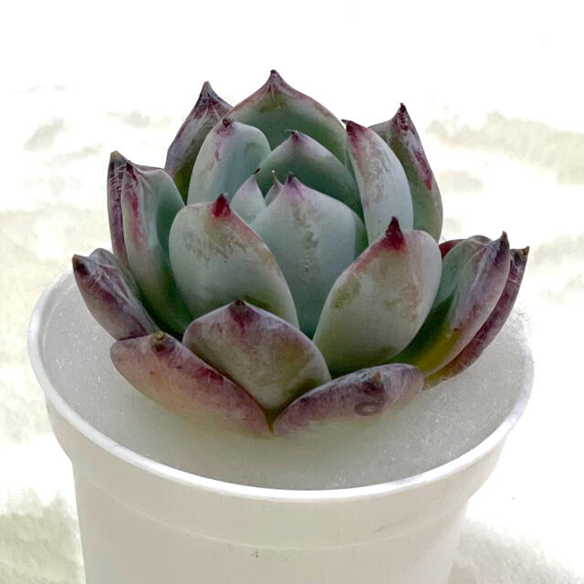 多肉植物 ⌘ 韓国苗 ブラックサバス ⌘ の通販 by cochi's shop 多肉植物 ⌘ 韓国苗 ブラックサバス ⌘ の通販 by cochi's shop