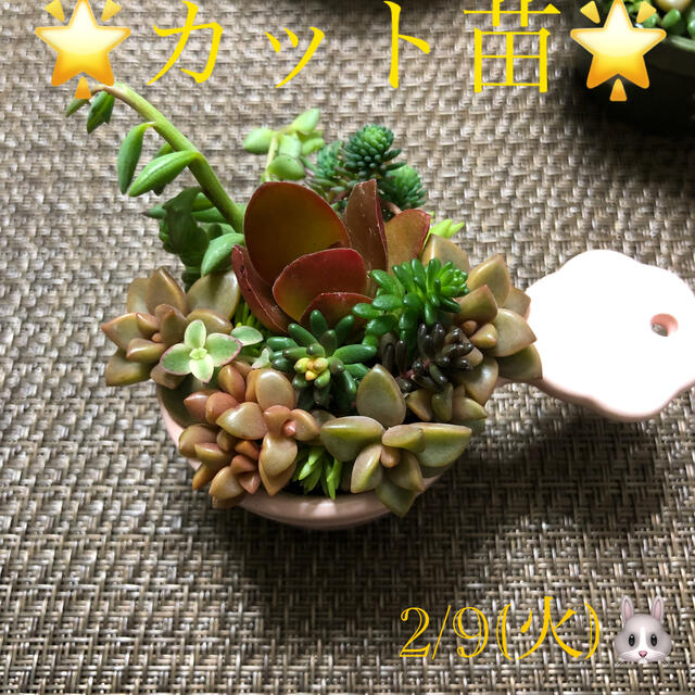 多肉植物❤︎寄せ植え❤︎カット苗❤︎苗のみ♪