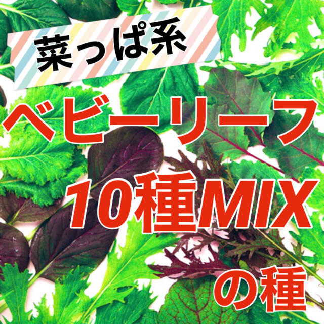 【簡単栽培‼️】ベビーリーフ菜っぱミックスの種 5ml 野菜 家庭菜園 タネ 種 食品/飲料/酒の食品(野菜)の商品写真