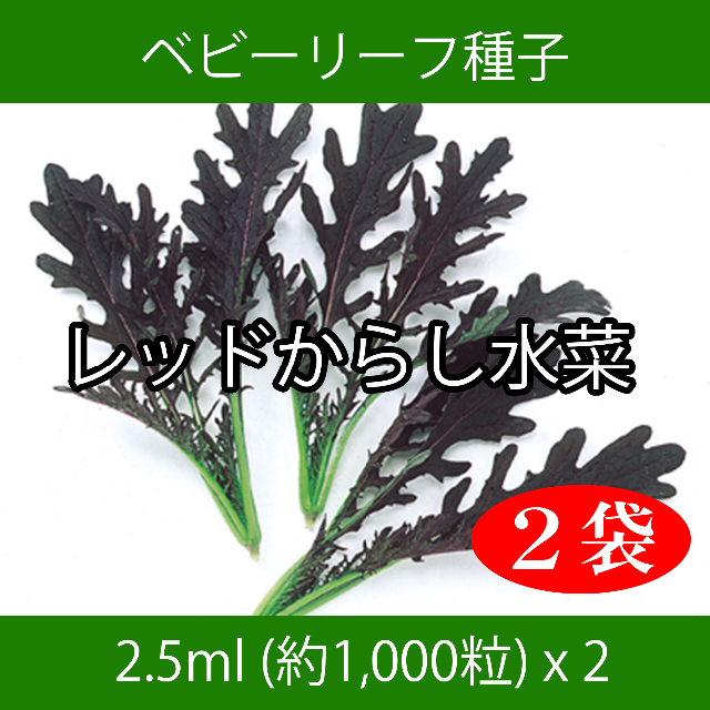 ベビーリーフ種子 B-22 レッドからし水菜 2.5ml 約1000粒 x 2袋 食品/飲料/酒の食品(野菜)の商品写真