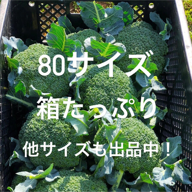 農家直送　採れたてブロッコリー　８０ 食品/飲料/酒の食品(野菜)の商品写真