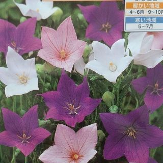 花の種       桔梗ミックス＋桔梗ピンク＋おまけ付き５０粒(その他)