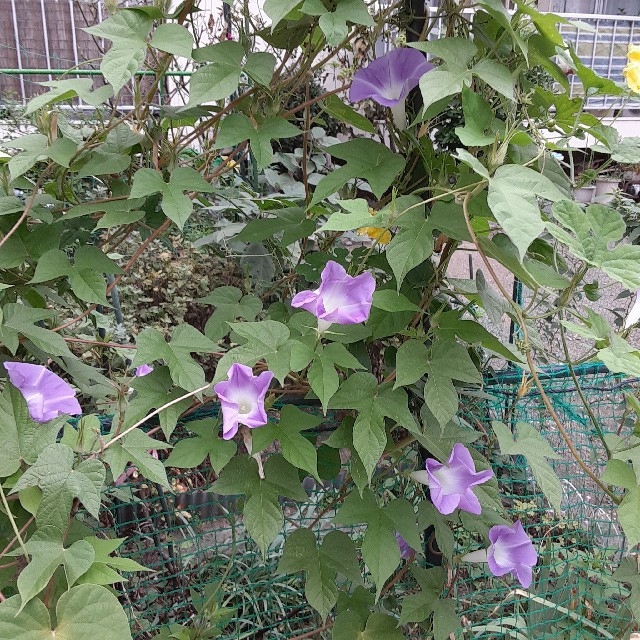 サフランモドキ(ゼフィランサス)&朝顔の種 ハンドメイドのフラワー/ガーデン(その他)の商品写真