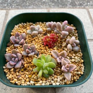 多肉植物　いろいろセット【SALE 〜2/12まで】(その他)