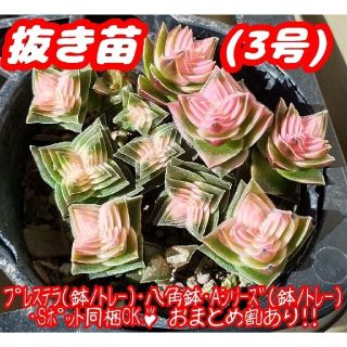 【抜き苗】茜の塔錦 (3号) 多肉植物 クラッスラ 紅葉 プレステラ プラ鉢(その他)