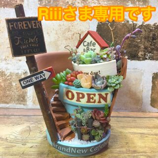 多肉植物の寄せ植え　丘の上のカフェバー(2号店)(その他)