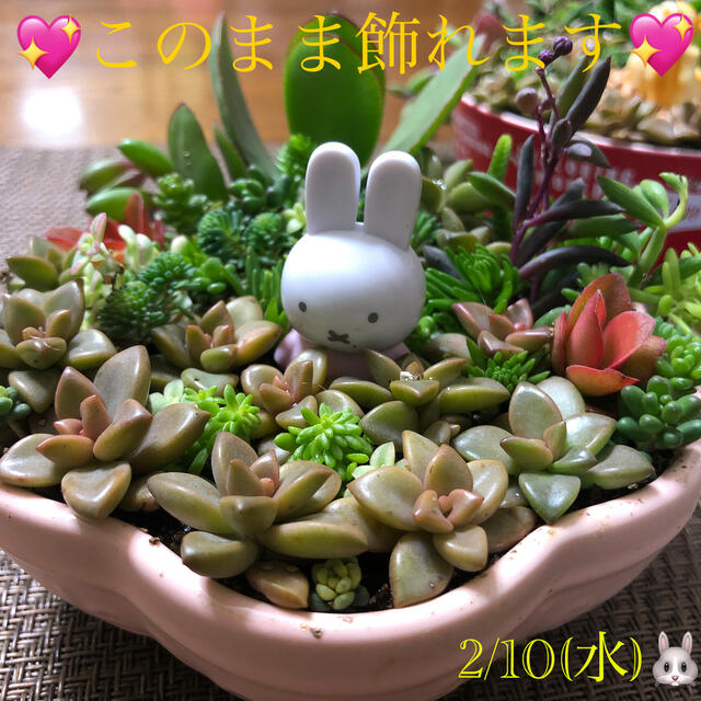 多肉植物❤︎寄せ植え ハンドメイドのフラワー/ガーデン(その他)の商品写真