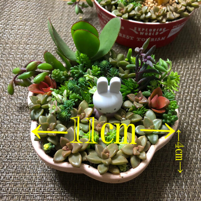 多肉植物❤︎寄せ植え ハンドメイドのフラワー/ガーデン(その他)の商品写真