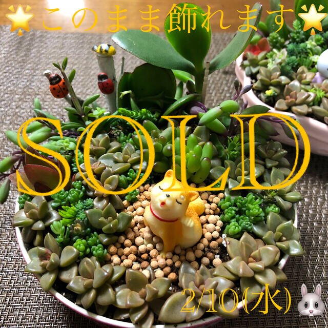 多肉植物❤︎寄せ植え❤︎このまま飾れます❤︎ブロンズ畑のわんちゃん♪