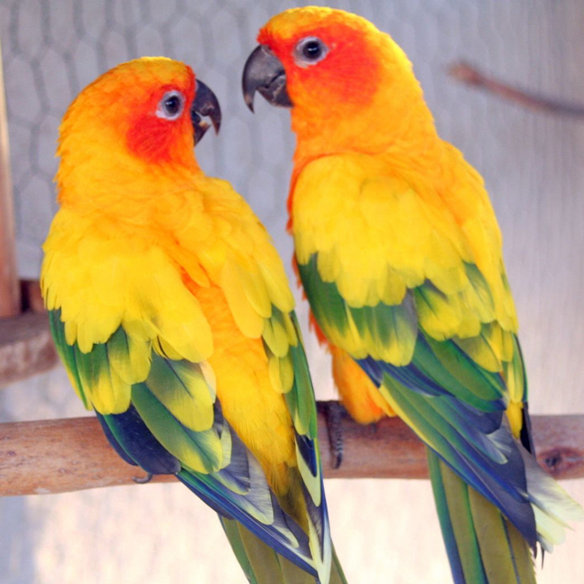 注目の福袋! ✯ 極レア バカラ インコ オウム 鳥 酉 クリスタル