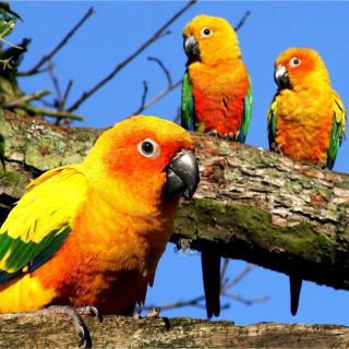 ✯ 極レア バカラ インコ オウム 鳥 酉 クリスタル 天然石 置物 ペット