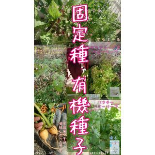 固定種 10点セット❗ 野菜の種 ハーブ 有機種子 家庭菜園 エディブルフラワー(野菜)