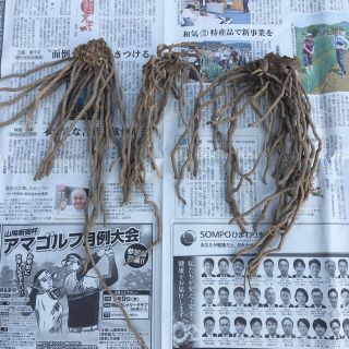 アスパラガス 大苗3株(3年もの)の通販 by 甚平's shop|ラクマ