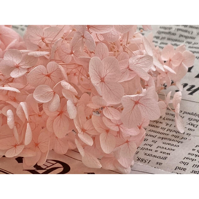【花材】アナベルアジサイ ピンク ハンドメイドのフラワー/ガーデン(ドライフラワー)の商品写真