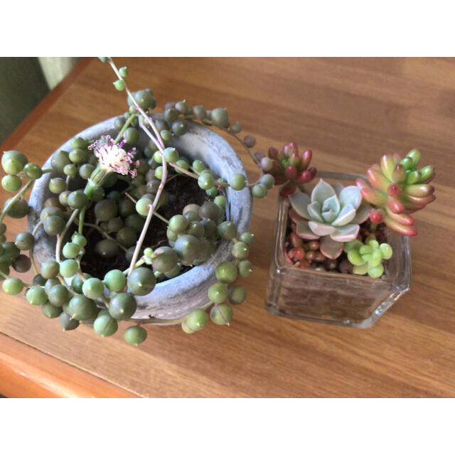 グリーネックス苗 多肉植物 ハンドメイドのフラワー/ガーデン(その他)の商品写真