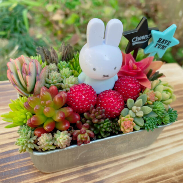 ★★モリモリ❤️可愛い★寄せ植え★ミッフィー★このまま飾れます★多肉植物 ハンドメイドのフラワー/ガーデン(その他)の商品写真