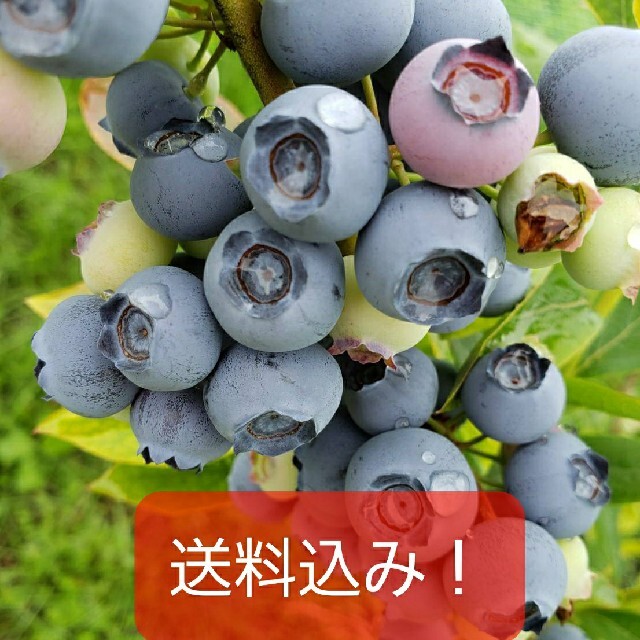 完熟冷凍ブルーベリー【小粒〜大粒】２㌔ フルーツ