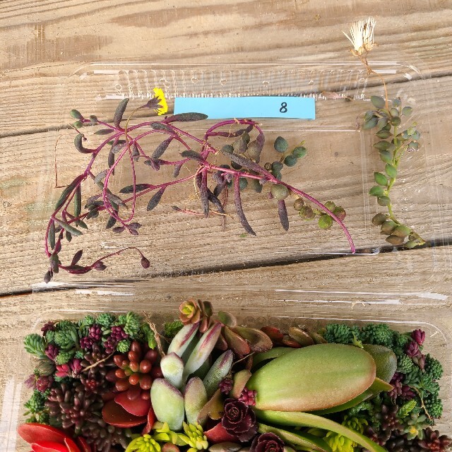 多肉植物　セダムたっぷりモリモリ💪寄せ植えセット ハンドメイドのフラワー/ガーデン(その他)の商品写真