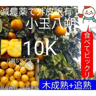 ⑧特売❗木成りひかり八朔♥小玉10キロ箱♥和歌山雪だるま農家直売(フルーツ)