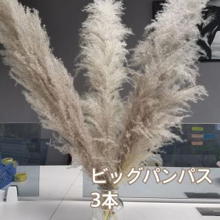 パンパスグラス　大　ドライフラワー　ウェルカムスペース ブーケ　花束　スワッグ(ドライフラワー)