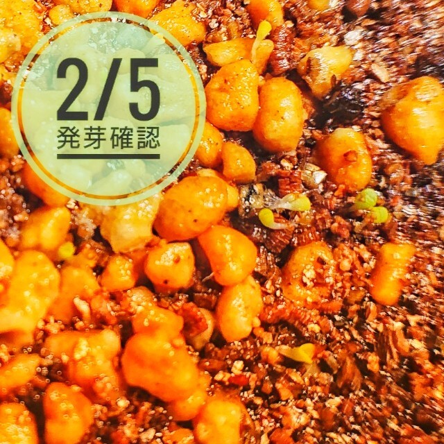 リトープス ミックス種子 50粒＋α 発芽説明入り ハンドメイドのフラワー/ガーデン(その他)の商品写真