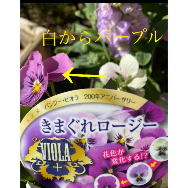 不思議なビオラ　色が変わる！　3種セット　ビオラ　パンジー　苗 ハンドメイドのフラワー/ガーデン(その他)の商品写真