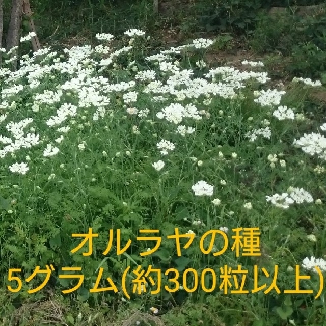 たっぷり300粒以上 オルラヤ ホワイトレースフラワー種の通販 By Green A S Shop ラクマ たっぷり300粒以上 オルラヤ ホワイトレースフラワー種の通販 By Green A S Shop ラクマ