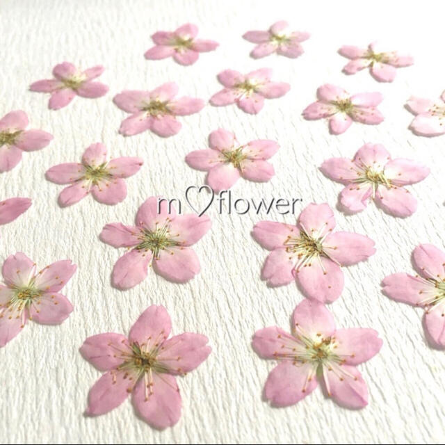 21年押したて 押し花素材 桜 サクラの通販 By M Flower S Shop ラクマ 21年押したて 押し花素材 桜 サクラの通販 By M Flower S Shop ラクマ