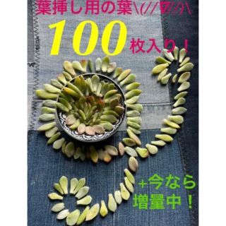 【初出品❗️★葉挿しモリモリ100枚 +今だけ増量中パック★】(その他)