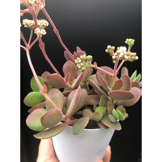 多肉植物 クラッスラ ワテルメイエリー 抜き苗の通販 by 多肉植物 クラッスラ ワテルメイエリー 抜き苗の通販 by