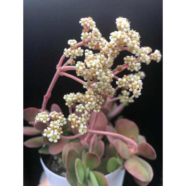 多肉植物 クラッスラ ワテルメイエリー 抜き苗の通販 by 多肉植物 クラッスラ ワテルメイエリー 抜き苗の通販 by