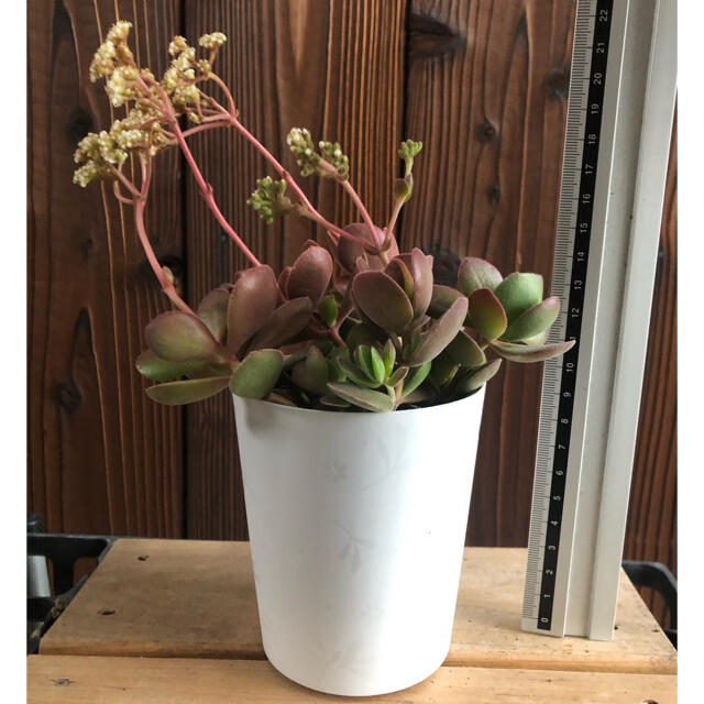 多肉植物 クラッスラ ワテルメイエリー 抜き苗の通販 by 多肉植物 クラッスラ ワテルメイエリー 抜き苗の通販 by