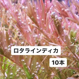 Ada 完全無農薬 ロタラインディカ 10本の通販 By つくねアンコウ S Shop ラクマ Ada 完全無農薬 ロタラインディカ 10本の通販 By つくねアンコウ S Shop ラクマ