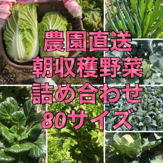 福岡県産★栽培期間中農薬不使用または減農薬　野菜詰合せ　80サイズ(野菜)