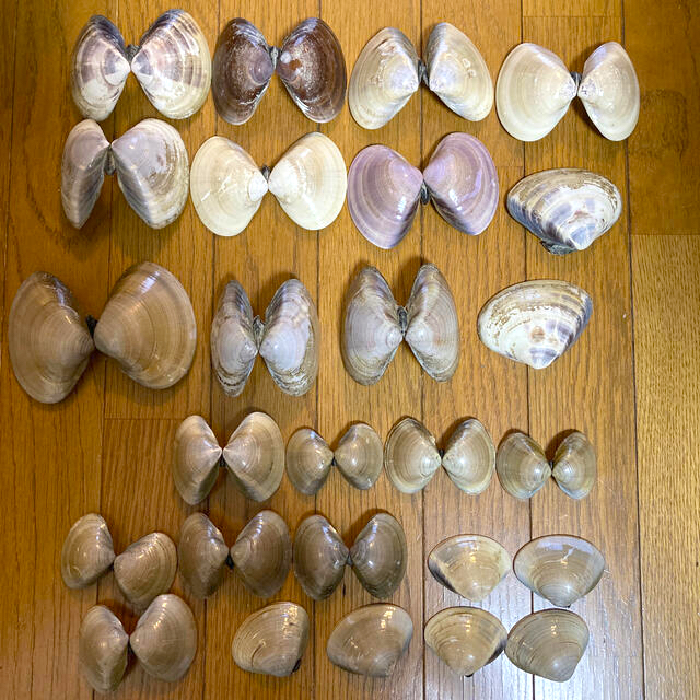 ハマグリ貝殻　44枚（22個分） ハンドメイドの素材/材料(各種パーツ)の商品写真