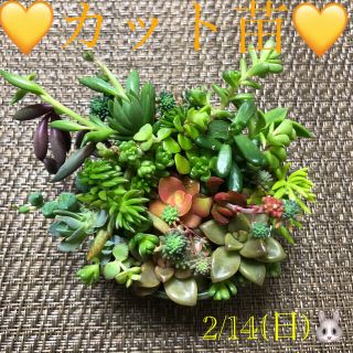 多肉植物❤︎寄せ植え❤︎カット苗❤︎紅稚児❤︎子持ち蓮華❤︎ネックレス4種入り♪(その他)