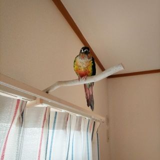 【ciao_ciao様専用ページ】流木カーテンレールフック ×2(鳥)