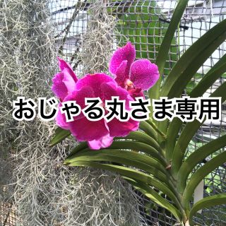 おじゃる丸さま専用(ヘアバンド)