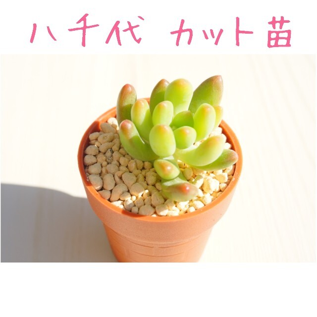 【激かわ♡】八千代 カット苗 １つ 多肉植物 ハンドメイドのフラワー/ガーデン(その他)の商品写真