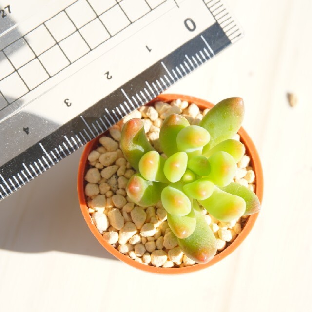 【激かわ♡】八千代 カット苗 １つ 多肉植物 ハンドメイドのフラワー/ガーデン(その他)の商品写真