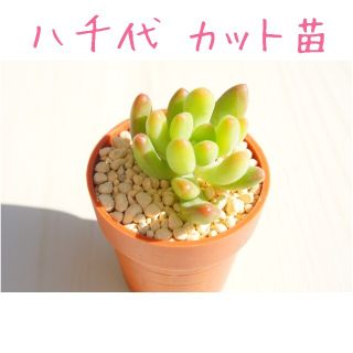 【激かわ♡】八千代 カット苗 １つ 多肉植物(その他)