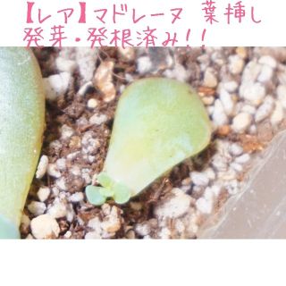 マドレーヌ 葉挿し 発芽発根済み！ １つ 多肉植物(その他)