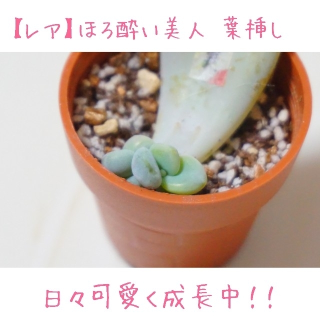 プラダ 葉挿し 発芽発根済み！ １枚 多肉植物