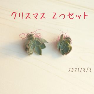 クリスマス ミニカット苗２つ わけあり 多肉植物(その他)