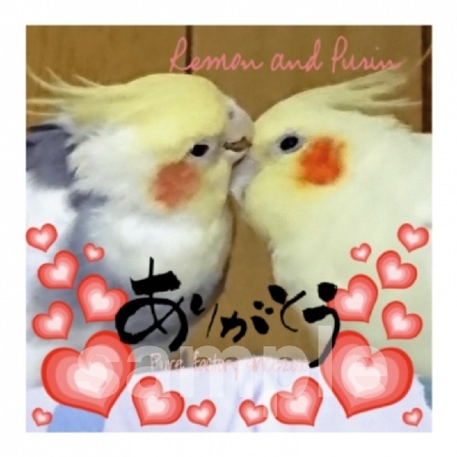 再販 新品 オカメインコペア 可愛い ありがとうシール 10枚セット の通販 By ぴゅあ工房 美雨shop ラクマ 再販 新品 オカメインコペア 可愛い ありがとうシール 10枚セット の通販 By ぴゅあ工房 美雨shop ラクマ