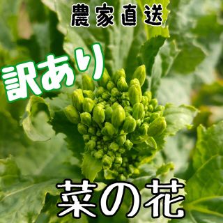 菜の花(ナバナ)  訳あり✳︎ネコポスいっぱい(約500g)✳︎収穫後発送✳︎(野菜)