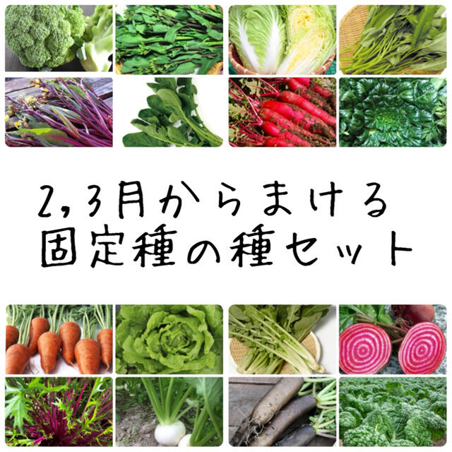 ★伝統野菜★2,3月からまける固定種の種セット 食品/飲料/酒の食品(野菜)の商品写真