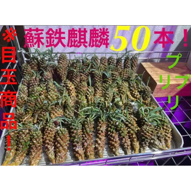 峨眉山鉄甲※目玉商品！【蘇鉄麒麟 ユーフォルビア パイナップルコーン  50本セット❗️】